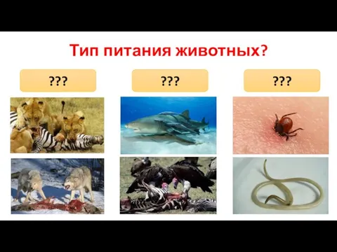 Тип питания животных? ??? ??? ???