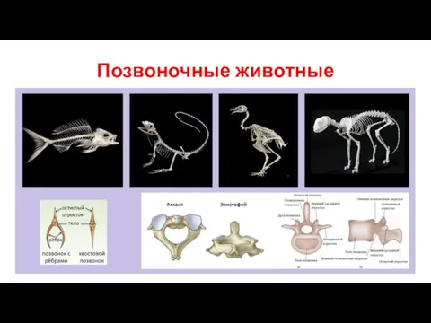 Позвоночные животные