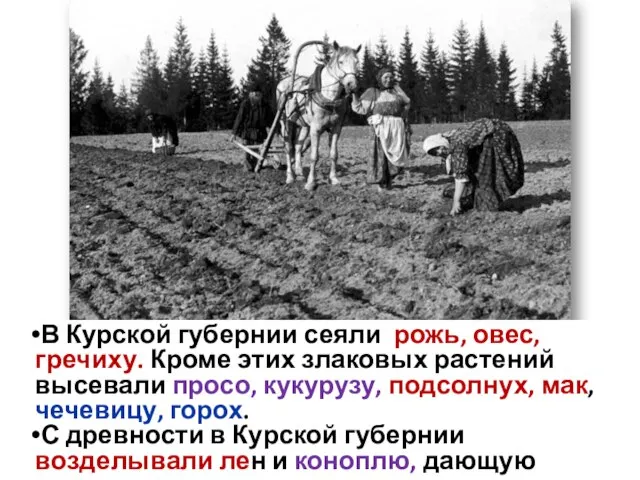 В Курской губернии сеяли рожь, овес, гречиху. Кроме этих злаковых растений высевали