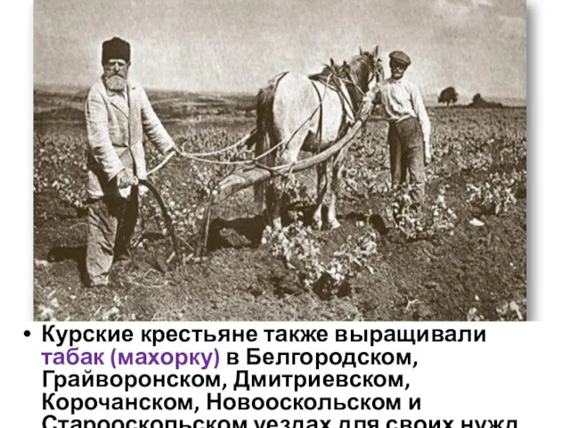 Курские крестьяне также выращивали табак (махорку) в Белгородском, Грайворонском, Дмитриевском, Корочанском, Новооскольском