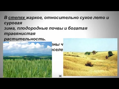 ж В степях жаркое, относительно сухое лето и суровая зима, плодородные почвы