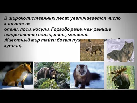 В широколиственных лесах увеличивается число копытных: олени, лоси, косули. Гораздо реже, чем