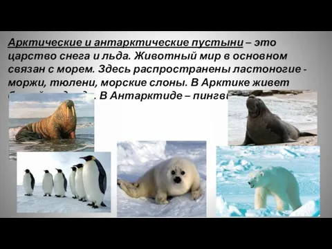 Арктические и антарктические пустыни – это царство снега и льда. Животный мир