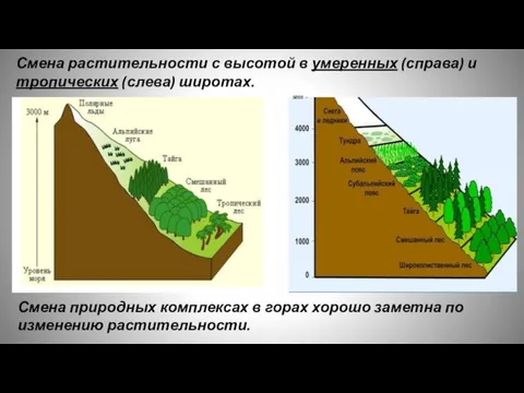 5000 – Смена растительности с высотой в умеренных (справа) и тропических (слева)