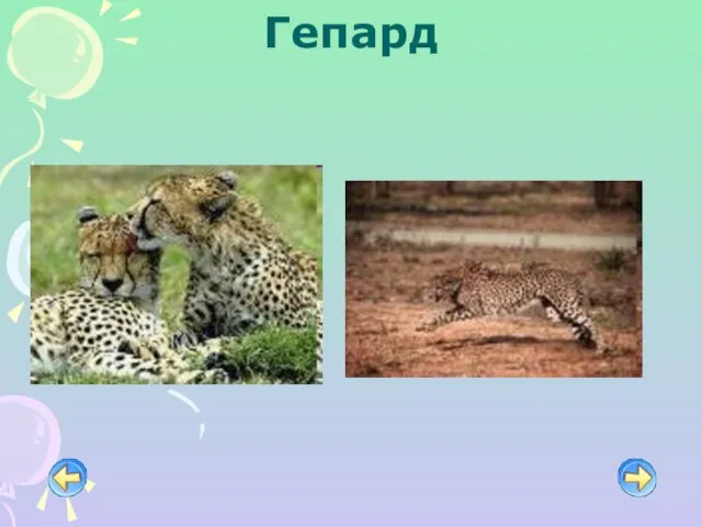 Гепард