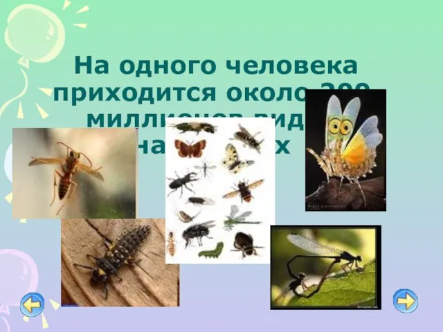 На одного человека приходится около 200 миллионов видов насекомых