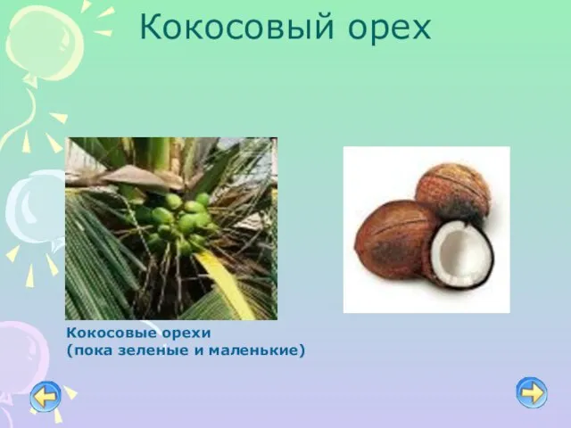 Кокосовый орех Кокосовые орехи (пока зеленые и маленькие)