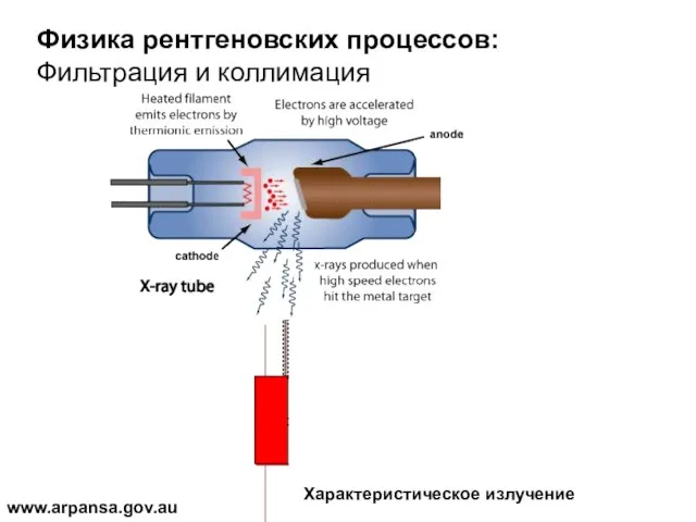 Физика рентгеновских процессов: Фильтрация и коллимация www.arpansa.gov.au Характеристическое излучение