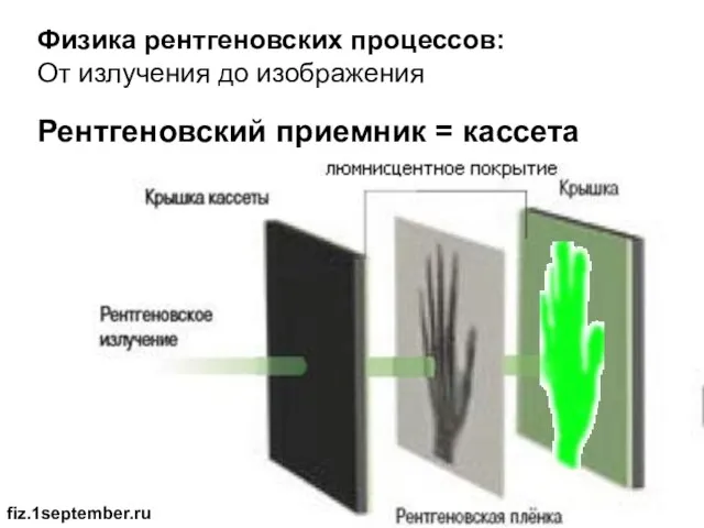 Физика рентгеновских процессов: От излучения до изображения Рентгеновский приемник = кассета fiz.1september.ru