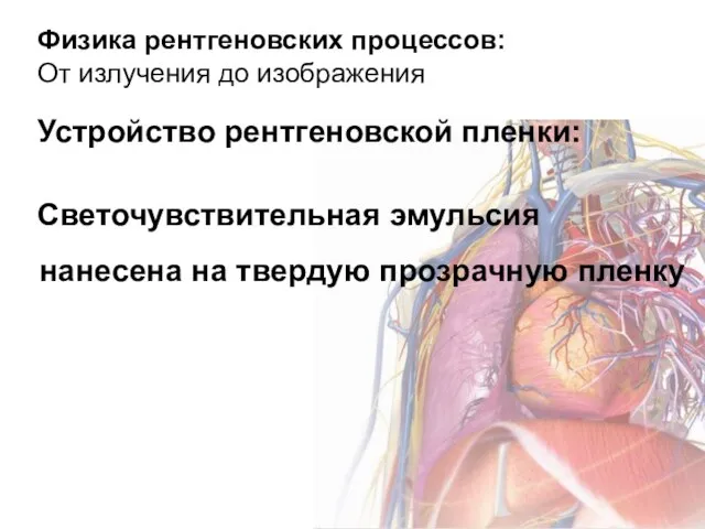 Физика рентгеновских процессов: От излучения до изображения Устройство рентгеновской пленки: Светочувствительная эмульсия