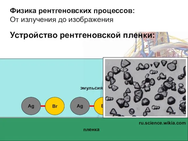 Физика рентгеновских процессов: От излучения до изображения Устройство рентгеновской пленки: пленка эмульсия