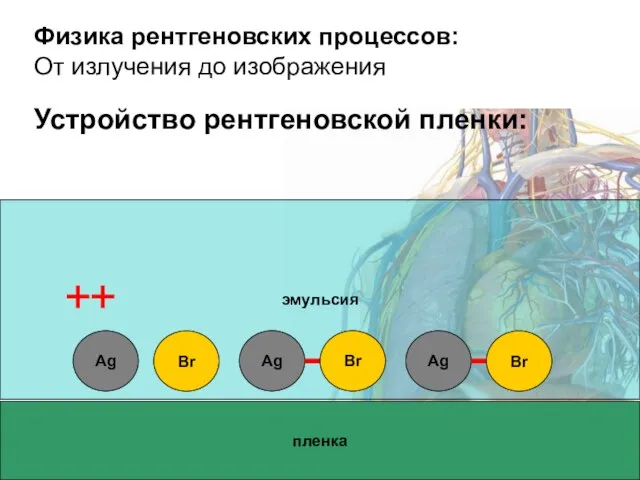 Физика рентгеновских процессов: От излучения до изображения Устройство рентгеновской пленки: пленка эмульсия