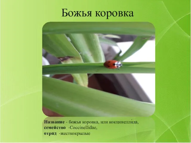 Название - божья коровка, или кокцинелли́да, семейство -Coccinellidae, отряд -жесткокрылые Божья коровка