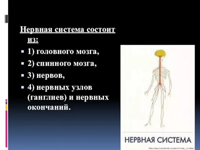 Нервная система состоит из: 1) головного мозга, 2) спинного мозга, 3) нервов,
