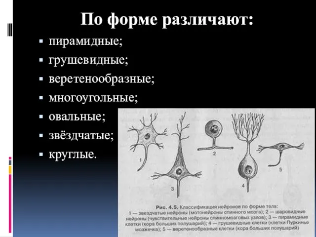 По форме различают: пирамидные; грушевидные; веретенообразные; многоугольные; овальные; звёздчатые; круглые.