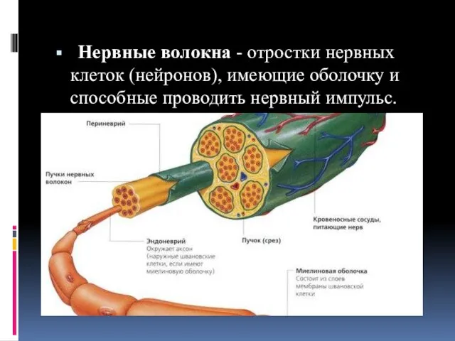 Нервные волокна - отростки нервных клеток (нейронов), имеющие оболочку и способные проводить нервный импульс.