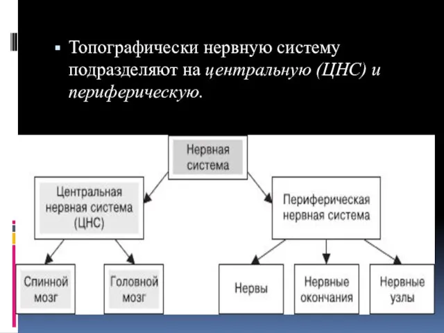 Топографически нервную систему подразделяют на центральную (ЦНС) и периферическую.