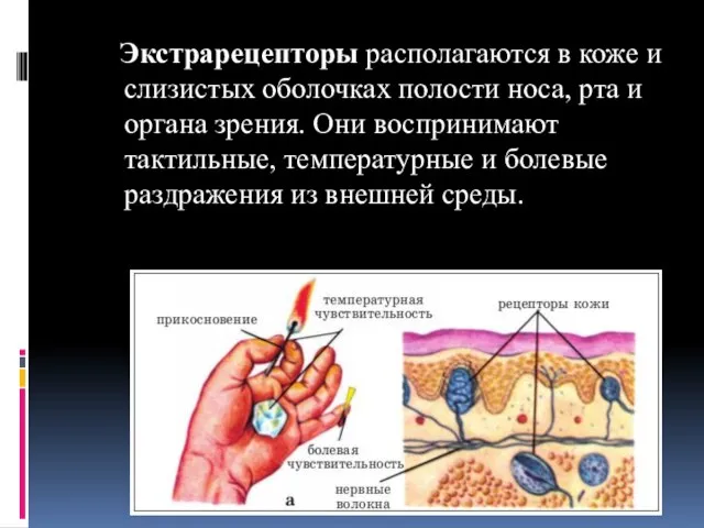 Экстрарецепторы располагаются в коже и слизистых оболочках полости носа, рта и органа