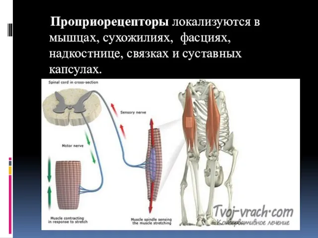 Проприорецепторы локализуются в мышцах, сухожилиях, фасциях, надкостнице, связках и суставных капсулах.