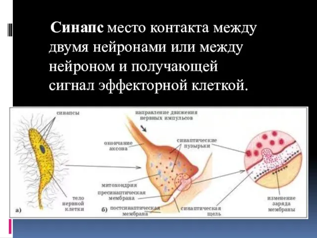 Синапс место контакта между двумя нейронами или между нейроном и получающей сигнал эффекторной клеткой.