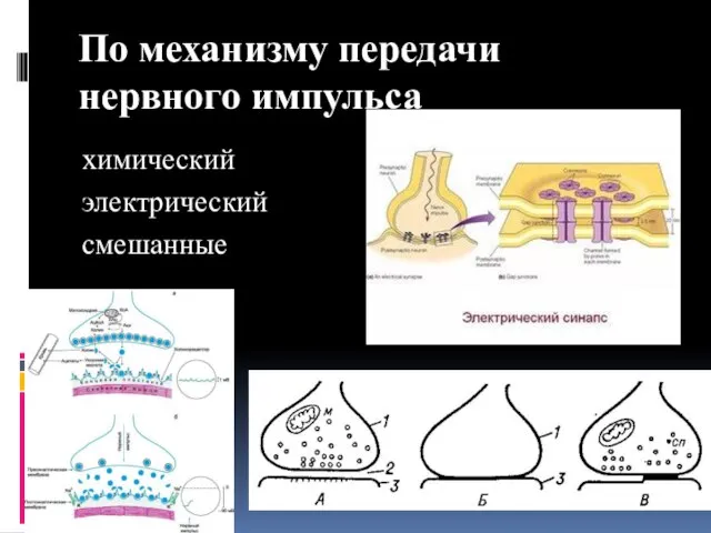 По механизму передачи нервного импульса химический электрический смешанные