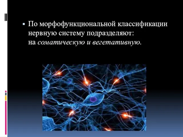 По морфофункциональной классификации нервную систему подразделяют: на соматическую и вегетативную.