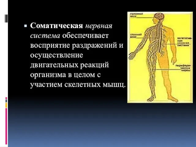 Соматическая нервная система обеспечивает восприятие раздражений и осуществление двигательных реакций организма в