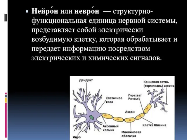 Нейро́н или невро́н — структурно-функциональная единица нервной системы, представляет собой электрически возбудимую