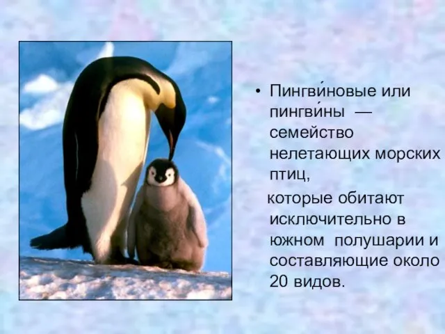 Пингви́новые или пингви́ны — семейство нелетающих морских птиц, которые обитают исключительно в