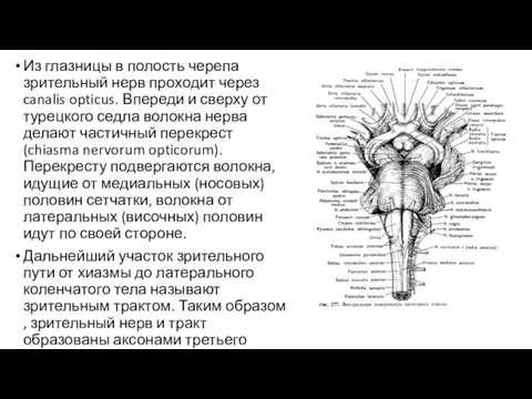 Из глазницы в полость черепа зрительный нерв проходит через canalis opticus. Впереди