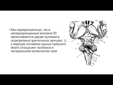 Как перекрещенные, так и неперекрещенные волокна ЗТ заканчиваются двумя пучками в подкорковых