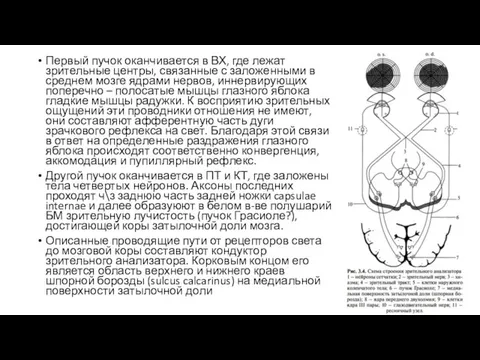 Первый пучок оканчивается в ВХ, где лежат зрительные центры, связанные с заложенными