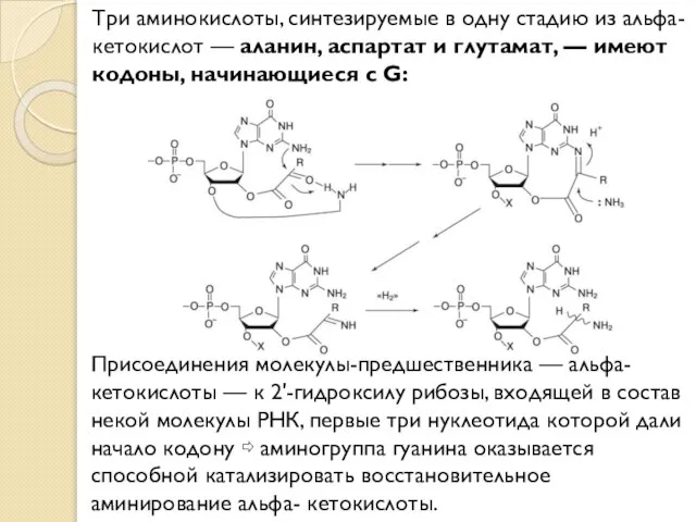 Три аминокислоты, синтезируемые в одну стадию из альфа-кетокислот — аланин, аспартат и