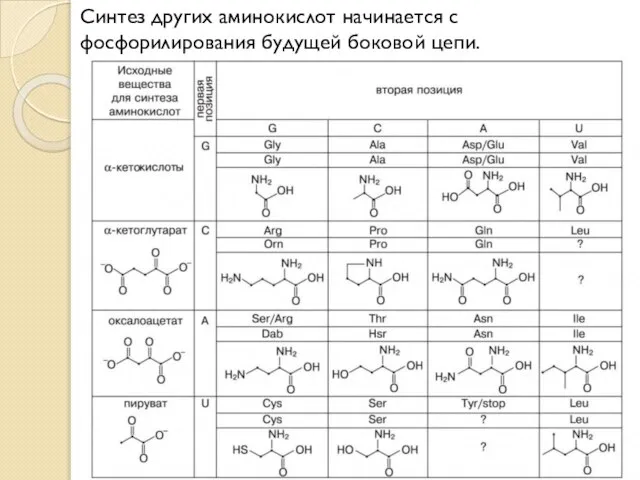 Синтез других аминокислот начинается с фосфорилирования будущей боковой цепи.