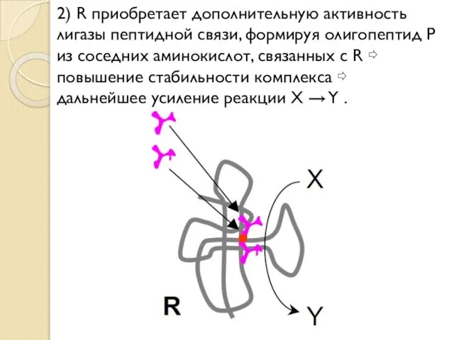 2) R приобретает дополнительную активность лигазы пептидной связи, формируя олигопептид P из