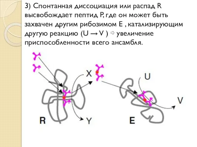 3) Спонтанная диссоциация или распад R высвобождает пептид P, где он может