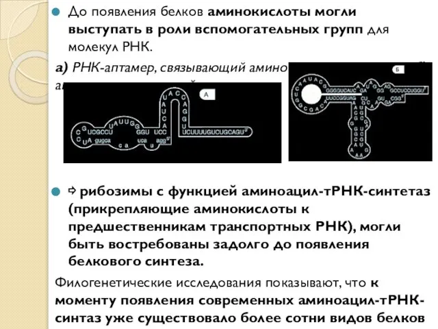 До появления белков аминокислоты могли выступать в роли вспомогательных групп для молекул