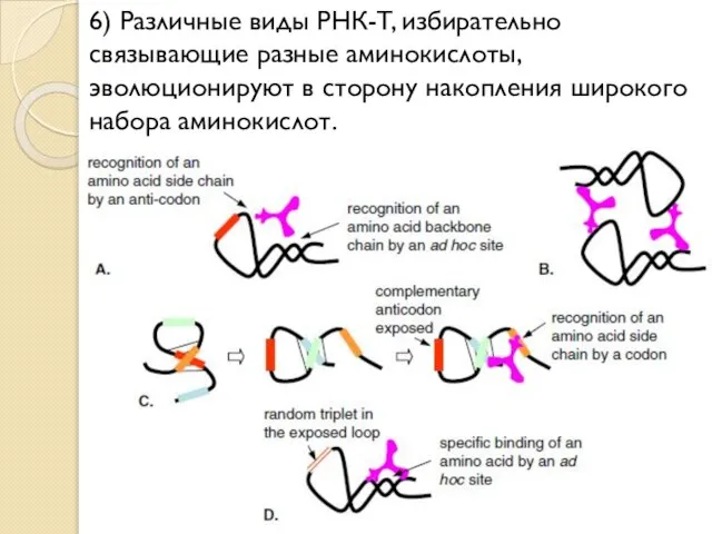 6) Различные виды РНК-T, избирательно связывающие разные аминокислоты, эволюционируют в сторону накопления широкого набора аминокислот.