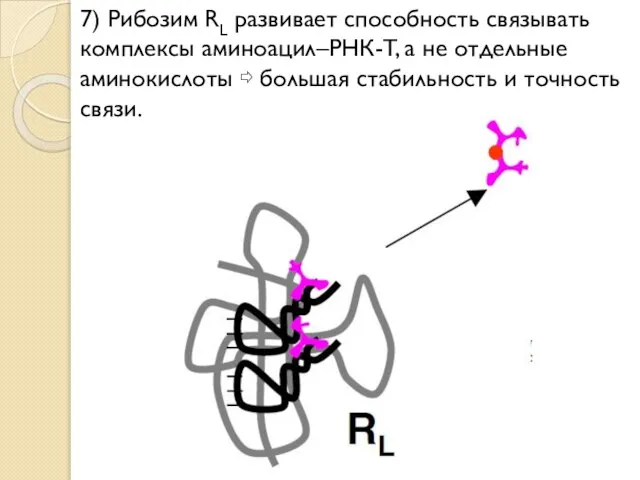 7) Рибозим RL развивает способность связывать комплексы аминоацил–РНК-T, а не отдельные аминокислоты