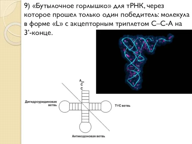 9) «Бутылочное горлышко» для тРНК, через которое прошел только один победитель: молекула