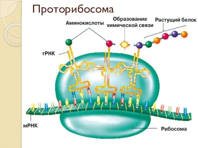 Проторибосома Рибосомы могли сформироваться в результате постепенной эволюции из очень простой маленькой