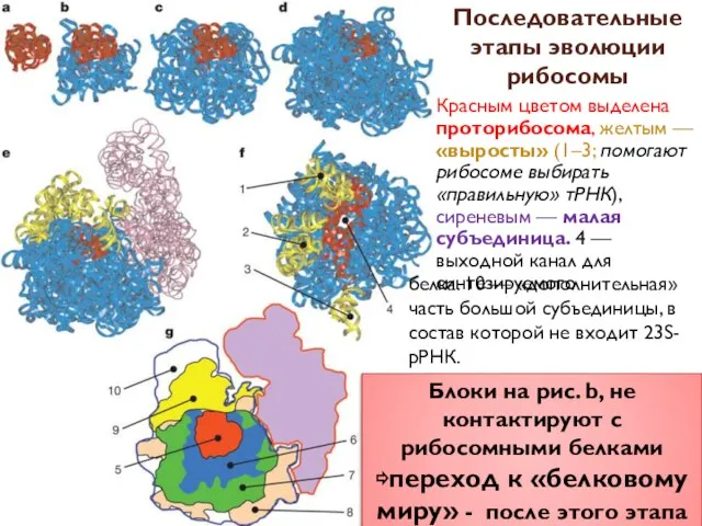 Красным цветом выделена проторибосома, желтым — «выросты» (1–3; помогают рибосоме выбирать «правильную»