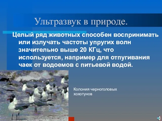 Ультразвук в природе. Целый ряд животных способен воспринимать или излучать частоты упругих