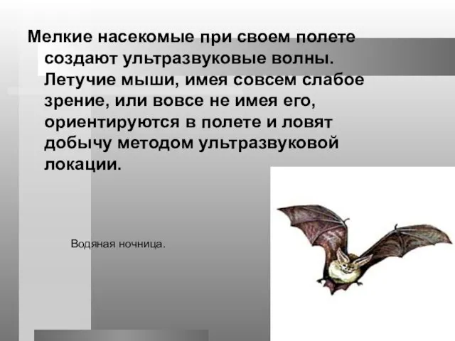 Мелкие насекомые при своем полете создают ультразвуковые волны. Летучие мыши, имея совсем