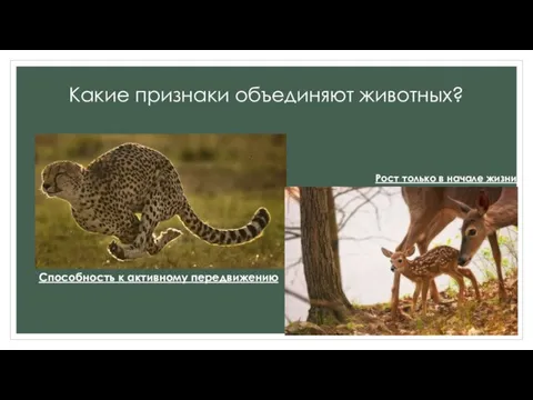 Какие признаки объединяют животных? Способность к активному передвижению Рост только в начале жизни