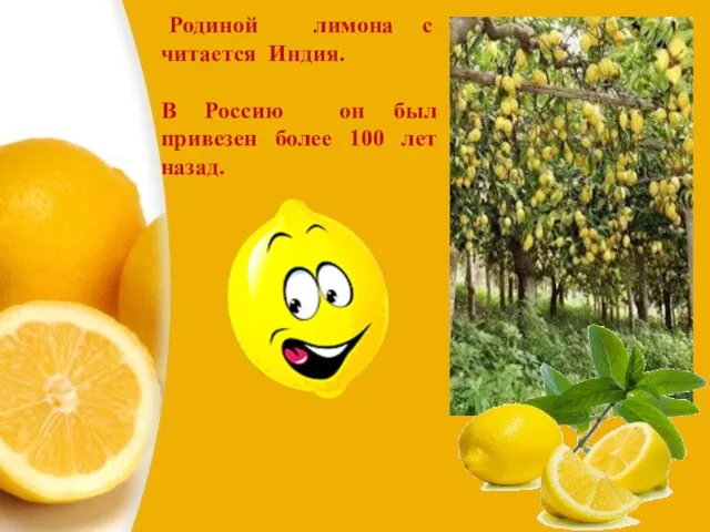 Родиной лимона с читается Индия. В Россию он был привезен более 100 лет назад.