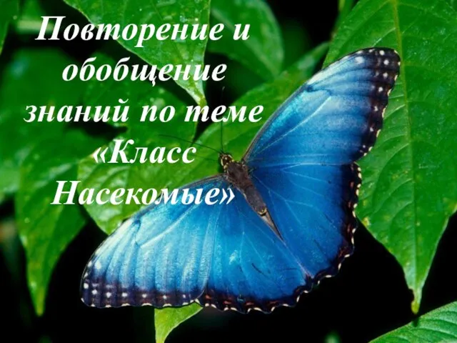 Повторение и обобщение знаний по теме «Класс Насекомые» Повторение и обобщение знаний по теме «Класс Насекомые»