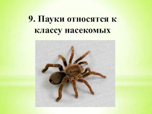 9. Пауки относятся к классу насекомых