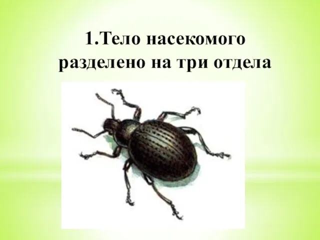 1.Тело насекомого разделено на три отдела