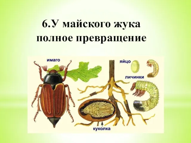 6.У майского жука полное превращение